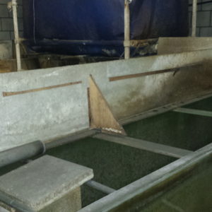 catfish farm 350 till 400 ton per year
