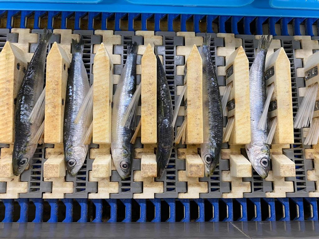 PERUZA auto nobbing line for Sardines, Herring, Anchovies, Mackerel, - Image 9