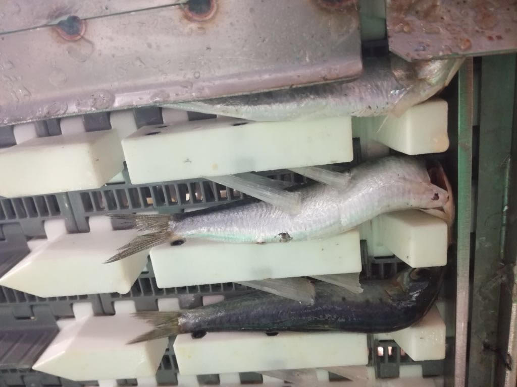 PERUZA auto nobbing line for Sardines, Herring, Anchovies, Mackerel, - Image 8