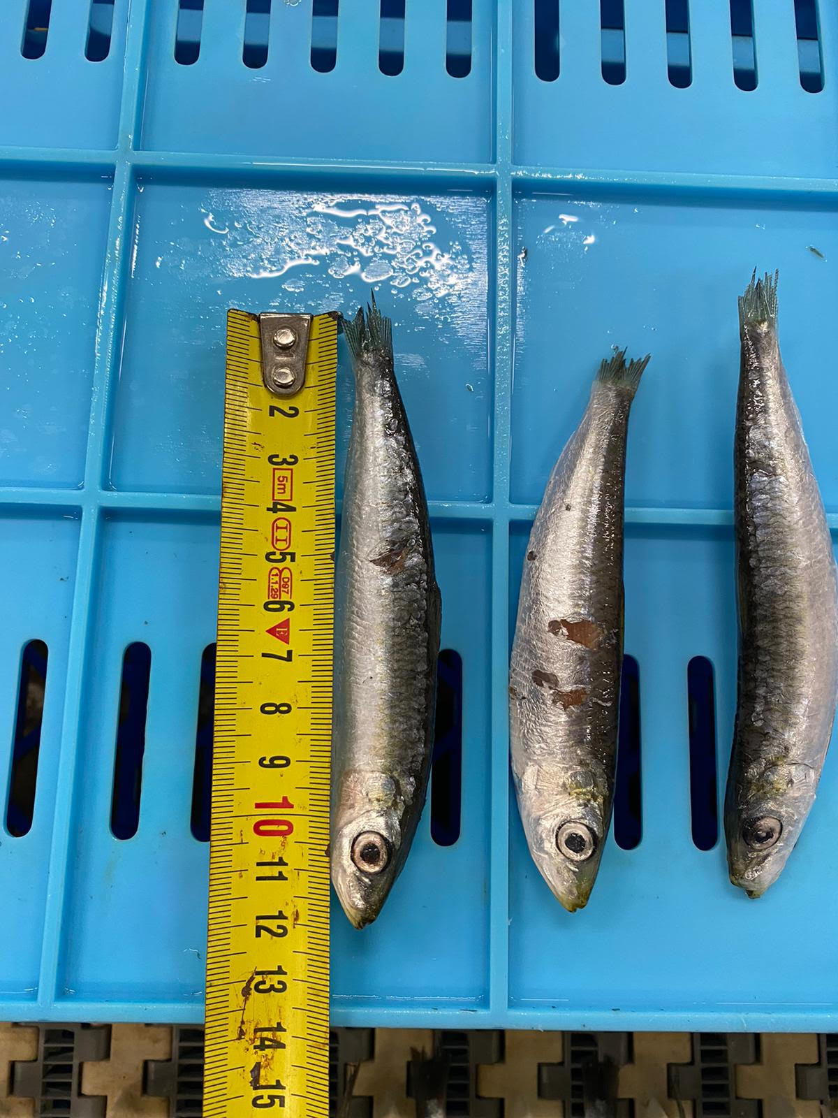 PERUZA auto nobbing line for Sardines, Herring, Anchovies, Mackerel, - Image 5