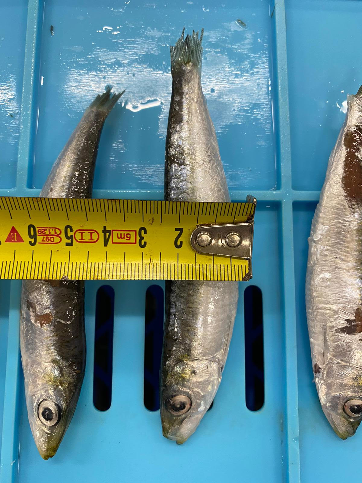 PERUZA auto nobbing line for Sardines, Herring, Anchovies, Mackerel, - Image 4