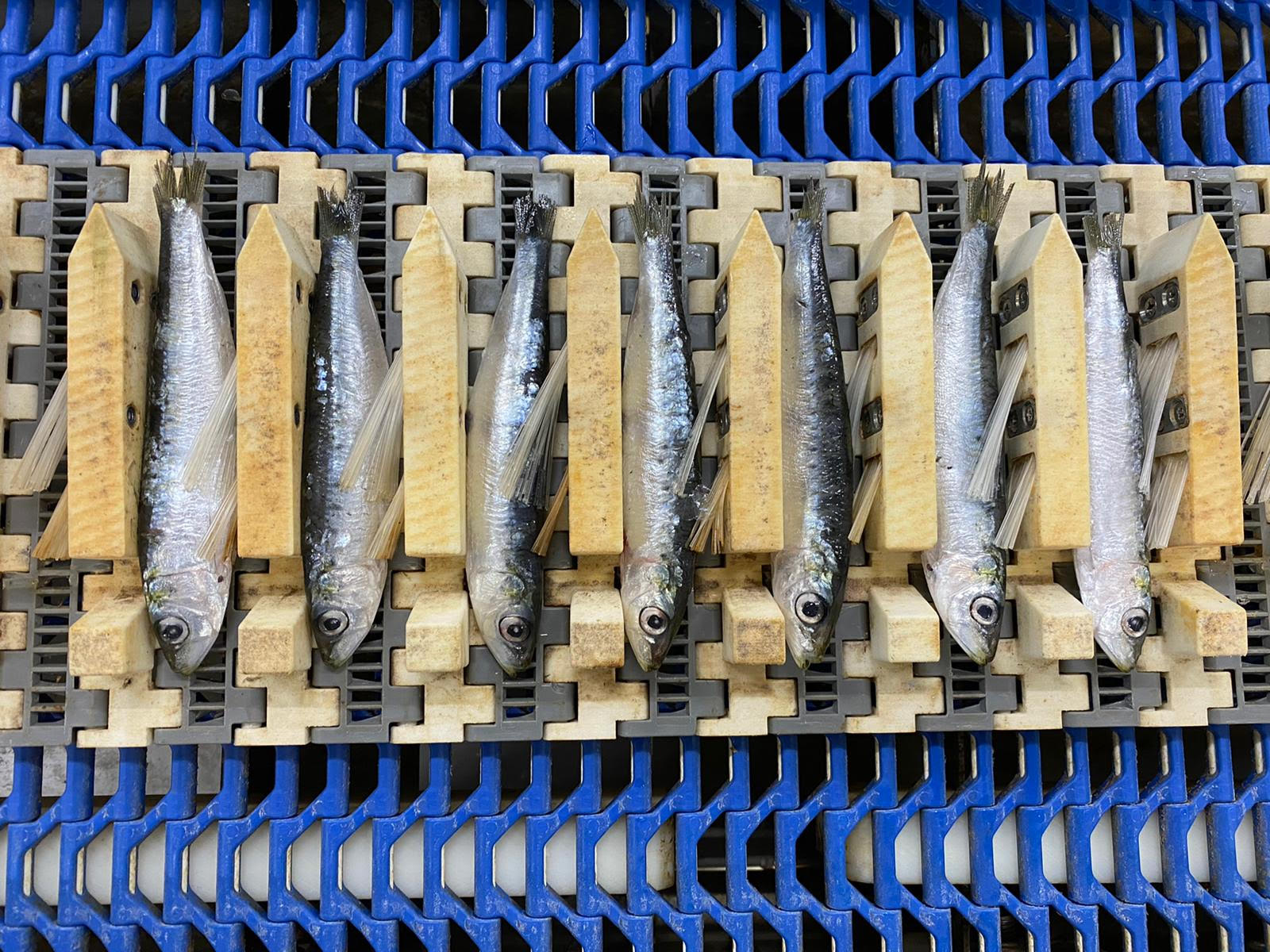 PERUZA auto nobbing line for Sardines, Herring, Anchovies, Mackerel, - Image 3